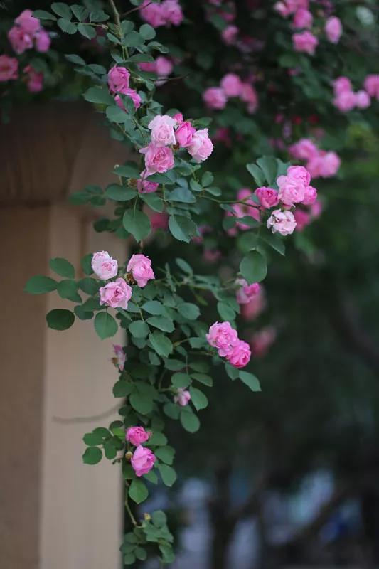 唯愿此生无恙只言温暖不语悲伤,当一切尘埃落定洗尽铅华