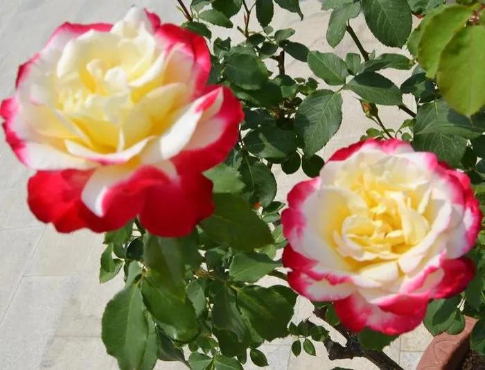 月季美图100张,妩媚动人的月季花图片