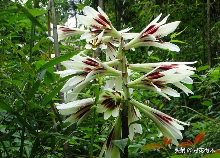 不可思议！高达两米壮观美丽的“百合王子”——大百合