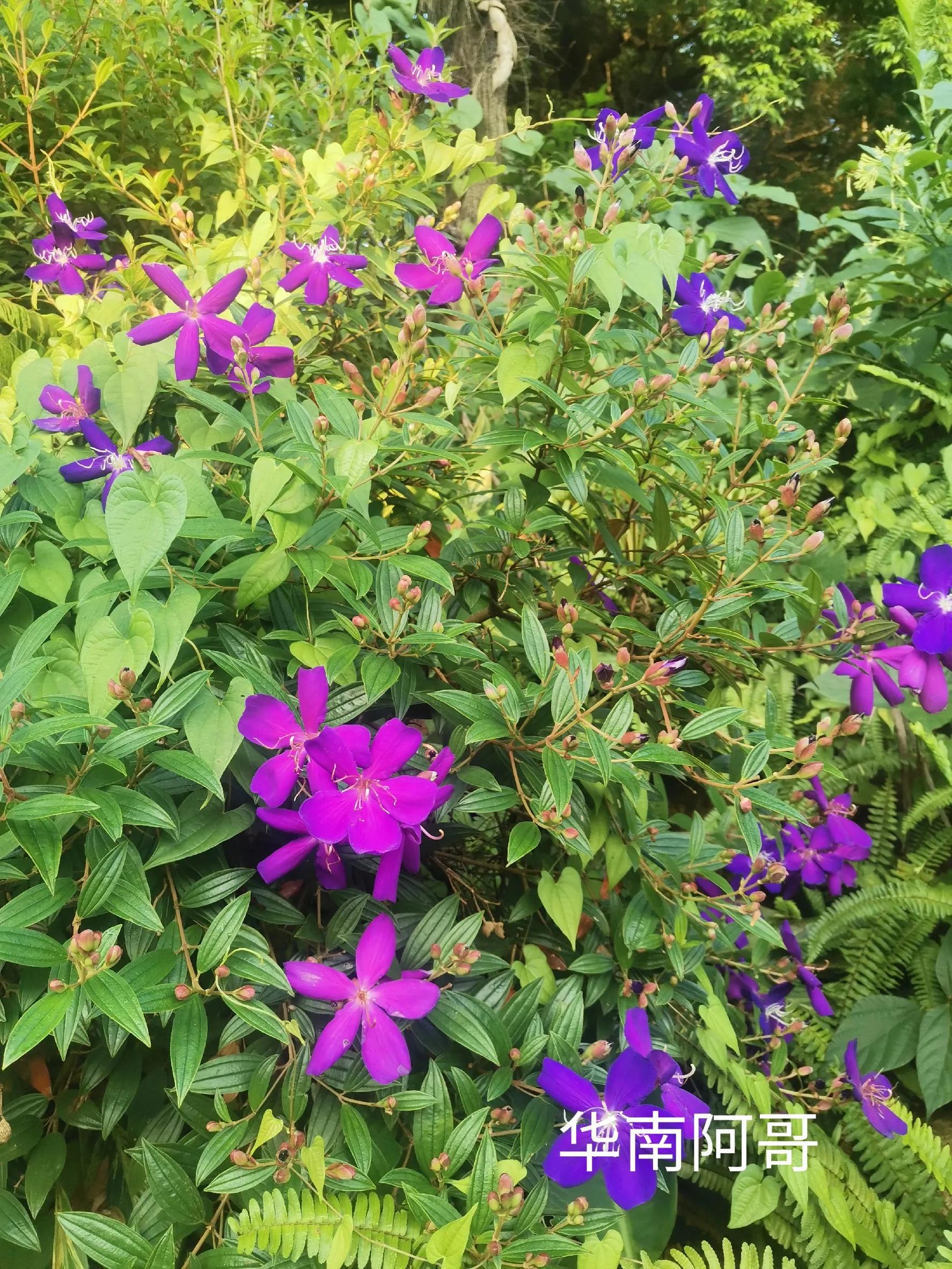 小说大山里的爱情,大山里的爱情小品