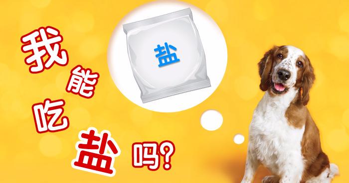 狗狗禁养注意事项,科学养宠纠正狗狗护食的小妙招