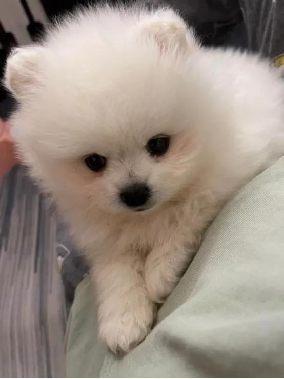 想把博美养到20岁,博美病怎么治疗