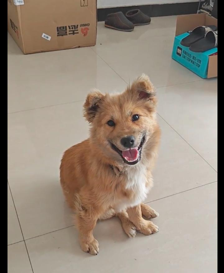 流浪狗被救原主人,被救的流浪狗