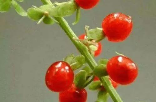 红楼梦中引入绛珠草是什么,红楼梦里讲这个绛珠草是什么