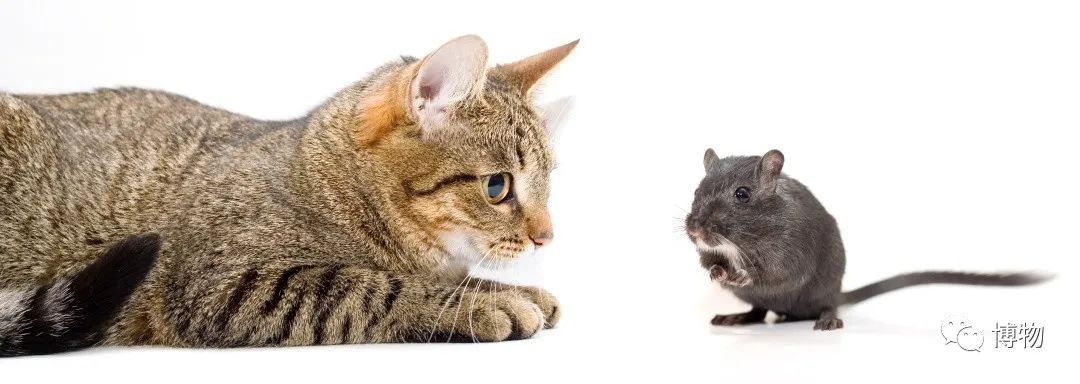 为什么黑猫比白猫活泼,为什么黑猫很活泼