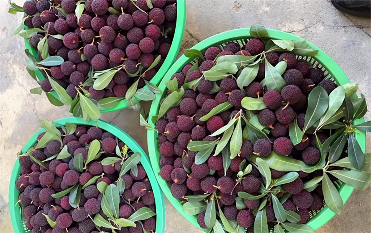 洗杨梅要放小苏打吗,杨梅有虫子吗怎么洗才洗干净