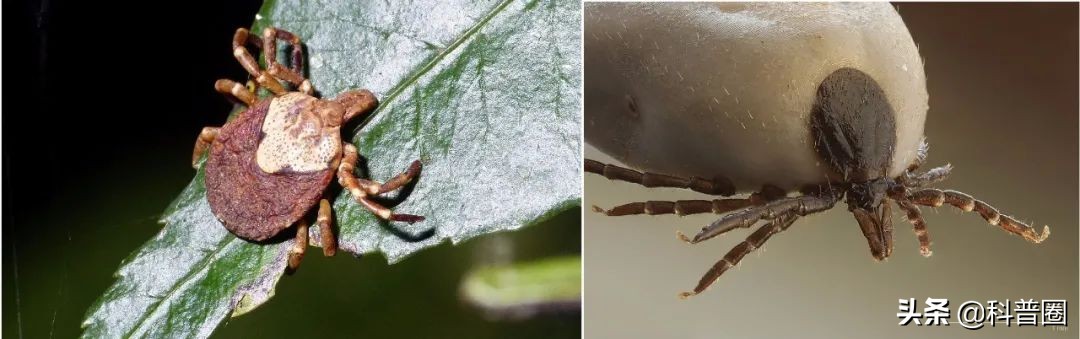 致命蜱虫,比蜱虫还可怕