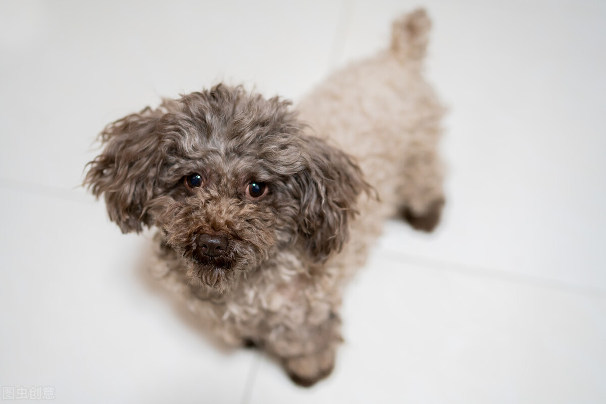 泰迪怀孕45天大便变稀,三个月泰迪大便先干后稀