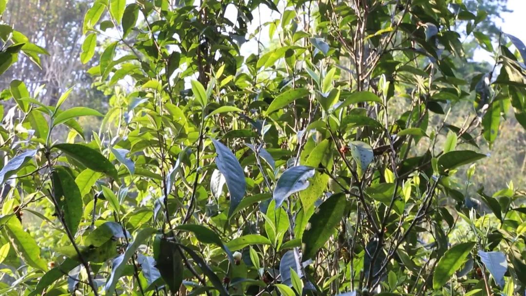 老徐谈古茶树视频,老徐谈茶特辑