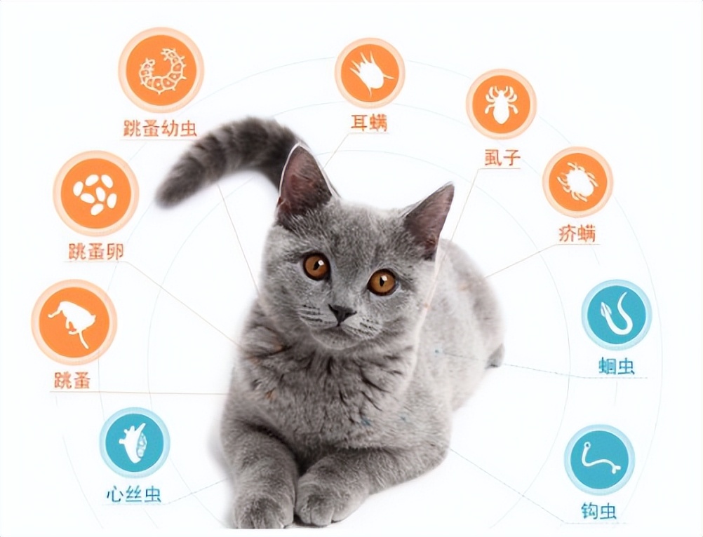 1到4个月猫咪驱虫的正确方法,猫咪驱虫的正确方法体外如何操作