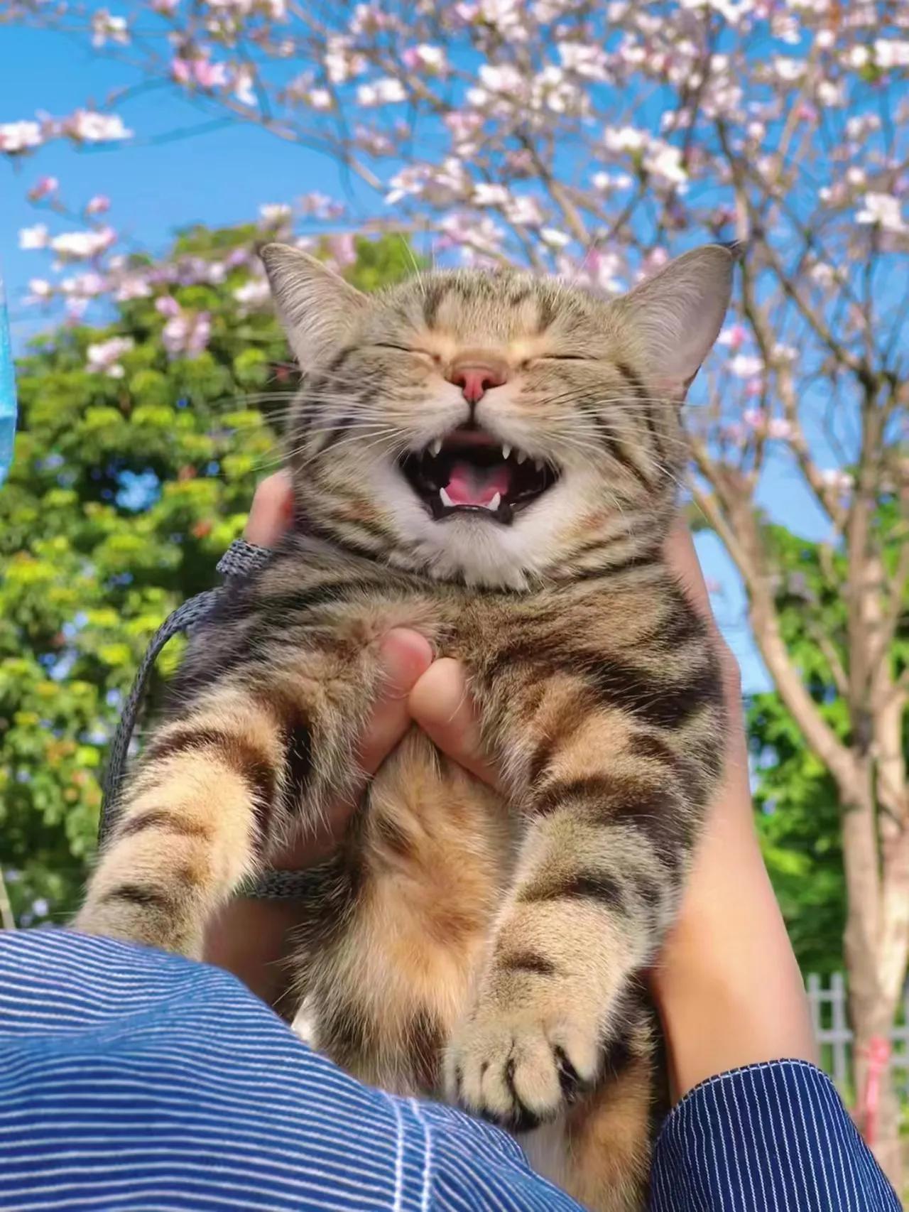 猫咪最喜欢的事情,猫咪最喜欢玩的五种东西