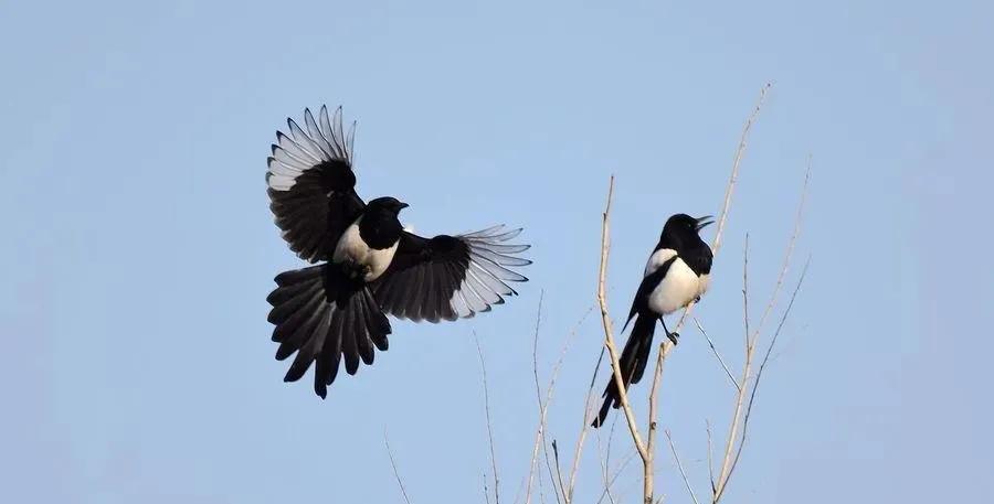 内蒙丰镇口音大全,内蒙古丰镇市方言土味视频