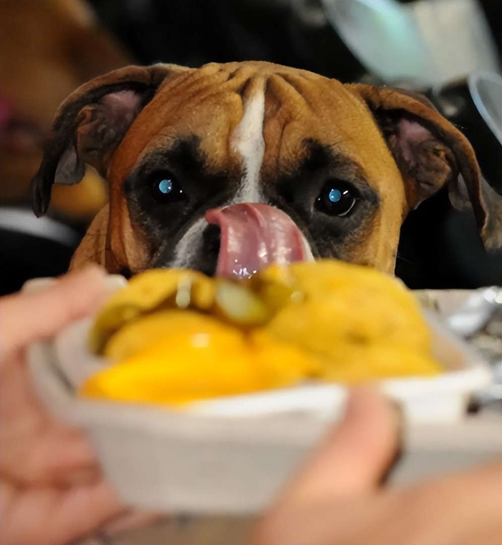 如何培养出一只乖狗狗,粘人猫怎么培养