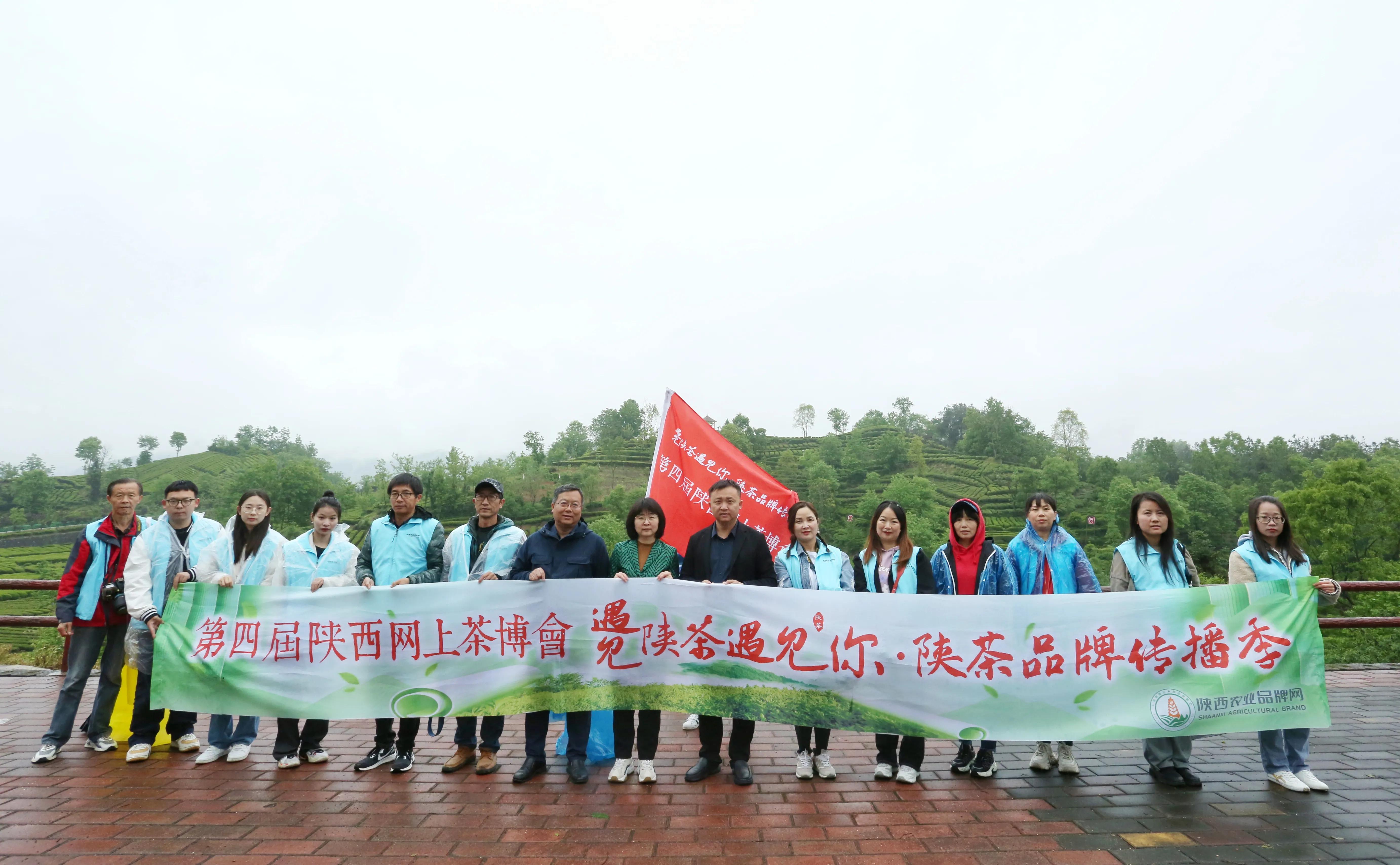 西乡县最美茶乡,西乡最美茶园