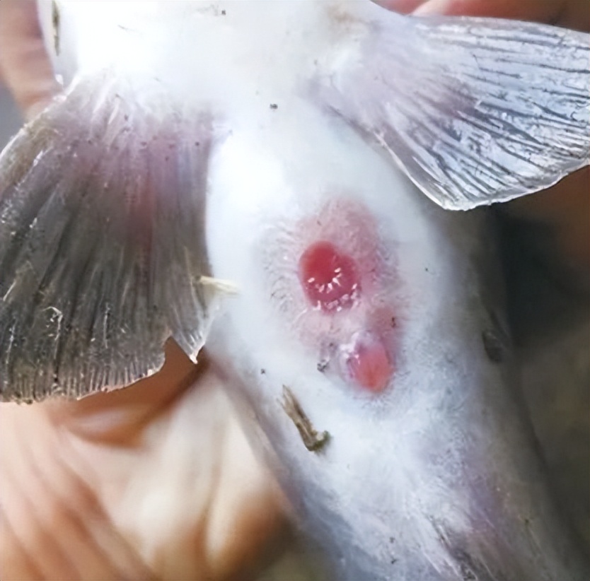 鱼类便秘怎么治疗,鱼塘里的鱼便秘怎么治疗最好