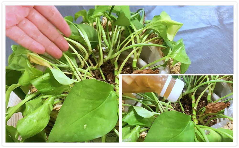 香蕉放水里泡一泡有什么作用,香蕉烂了别再扔了它还有这些用处