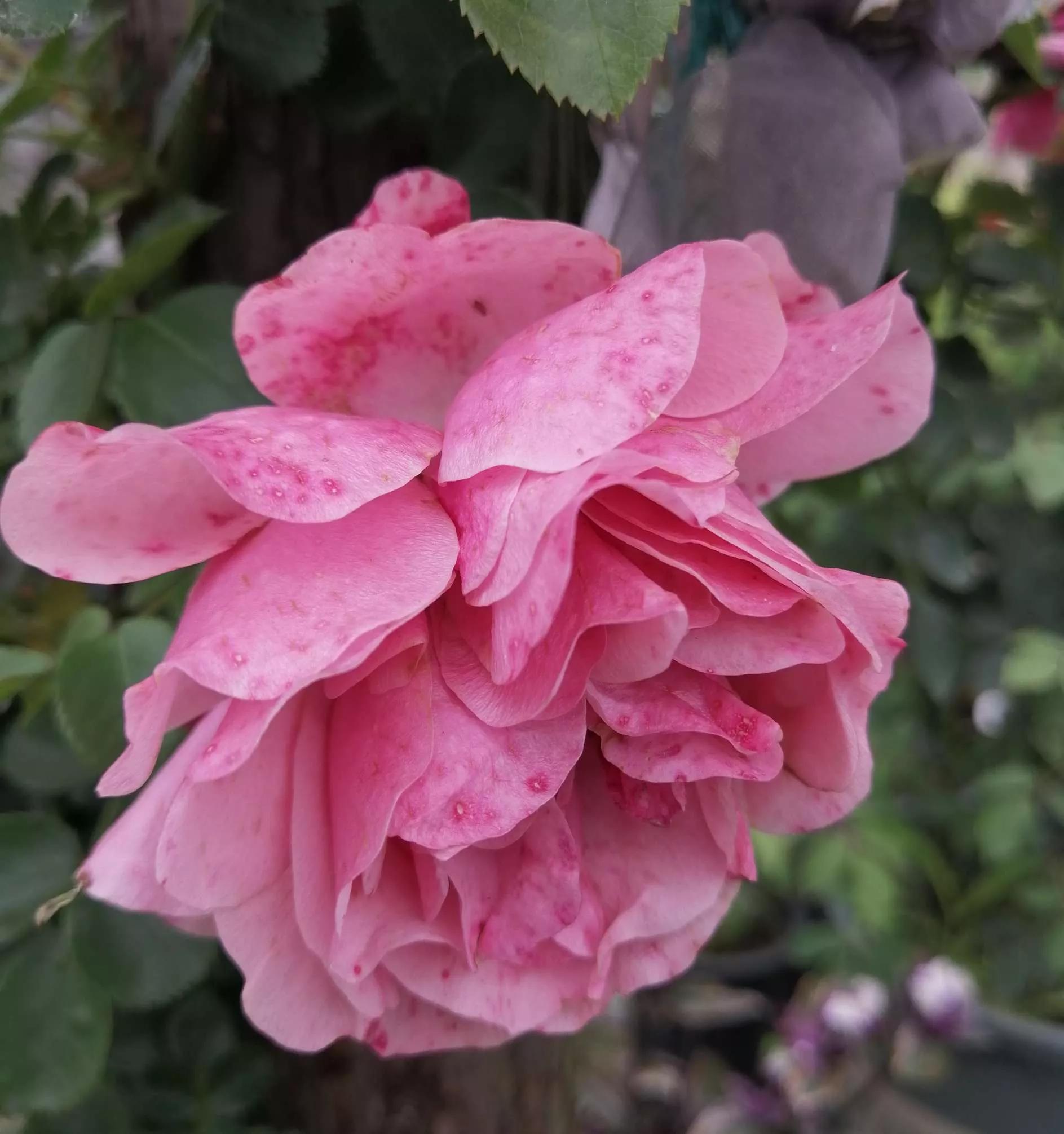 月季品种醉花,月季品种大全及图片欣赏