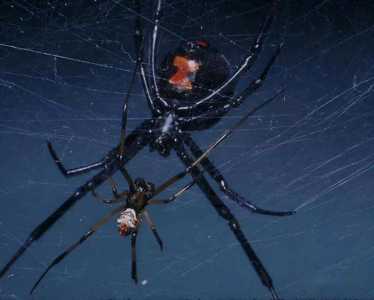 昆虫奇葩交配繁衍，结成爱心的蜻蜓，终身产卵的苍蝇，蝉爱过就死