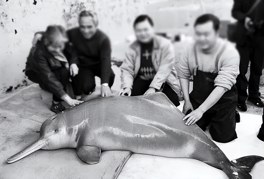 世界上濒临消失的物种有哪些,中国消失的十大物种