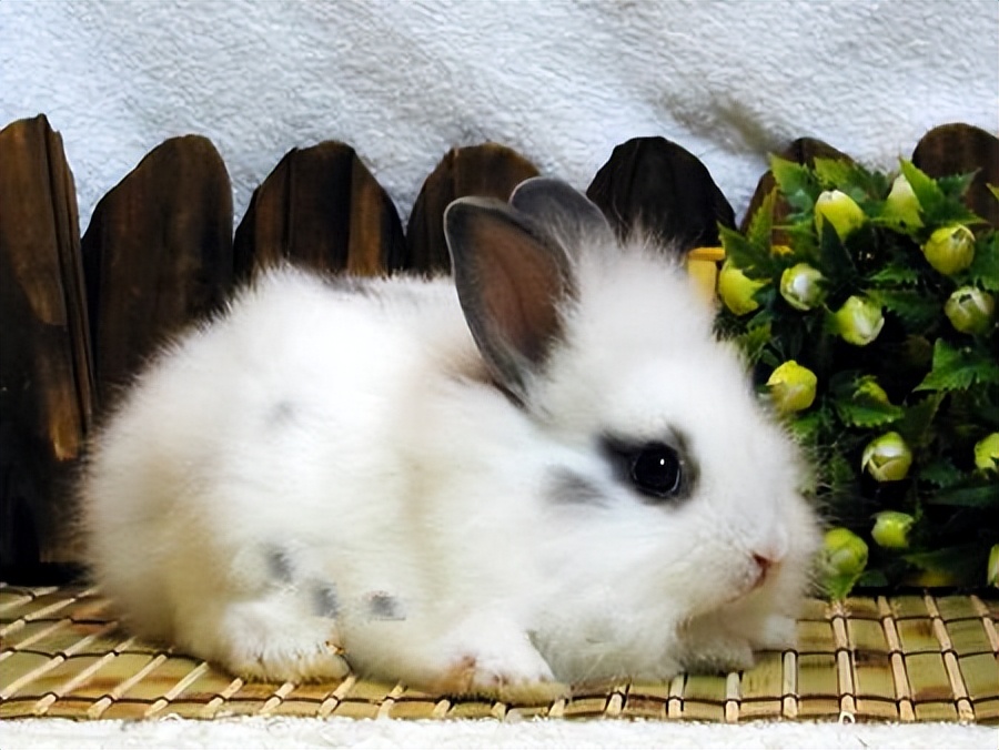 养小白兔子的方法小学生,新手怎么养兔子