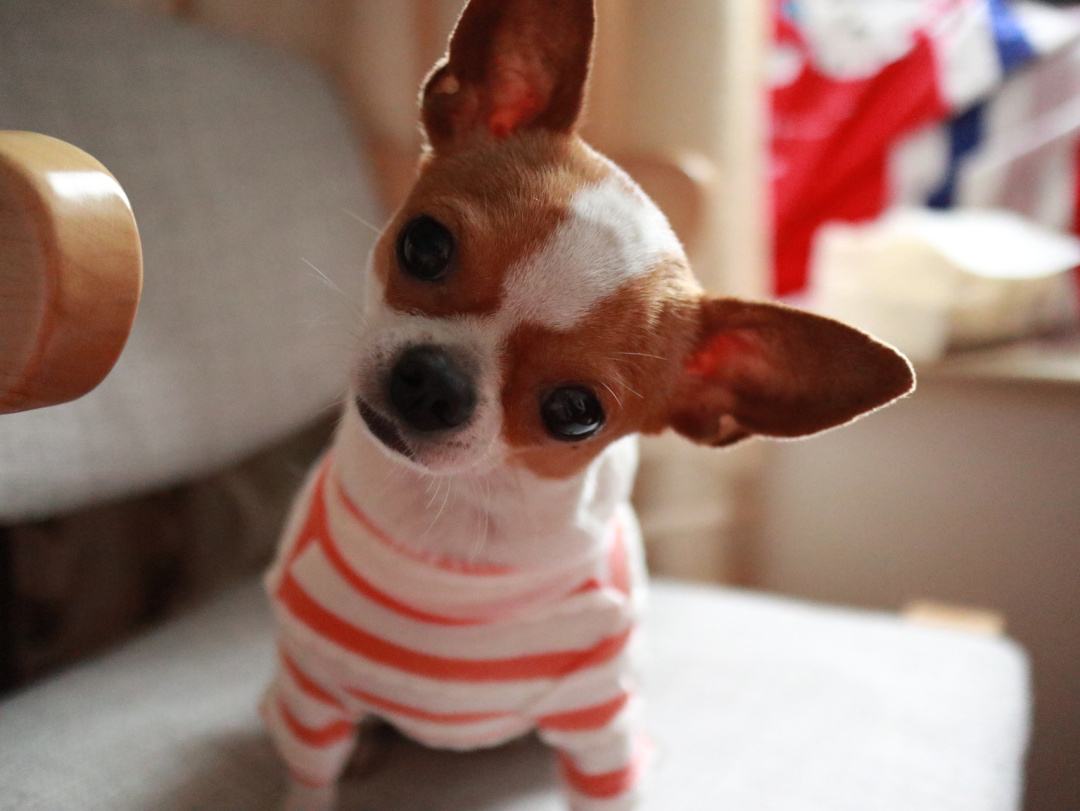 冬季养吉娃娃，这样做相当于给它“折寿”