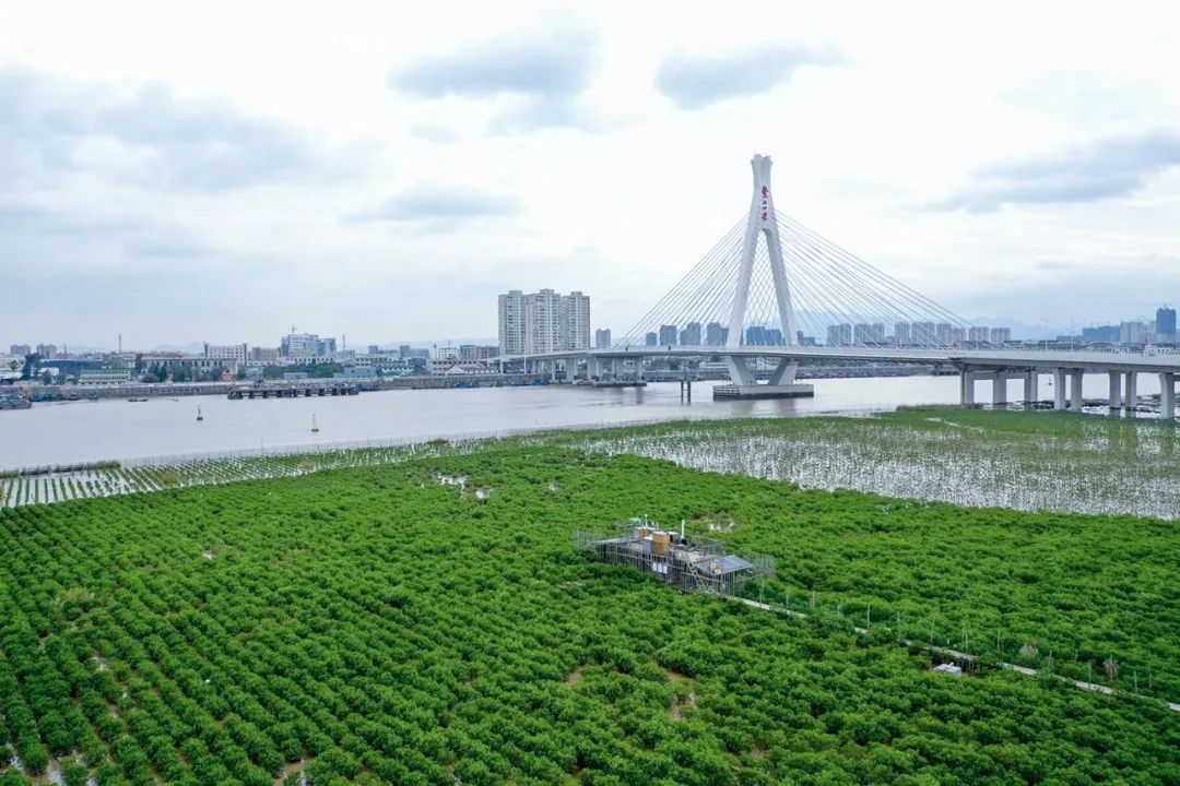 当红树林向北挺进1°