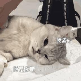 猫为什么跟你一起睡,猫让你抱着睡觉是不是喜欢你