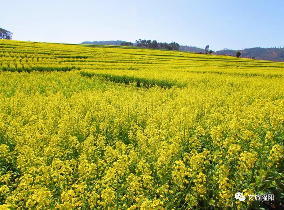 冬樱散场菜花香，蜂飞花间采蜜忙：用一天的时间去邂逅乡野风光