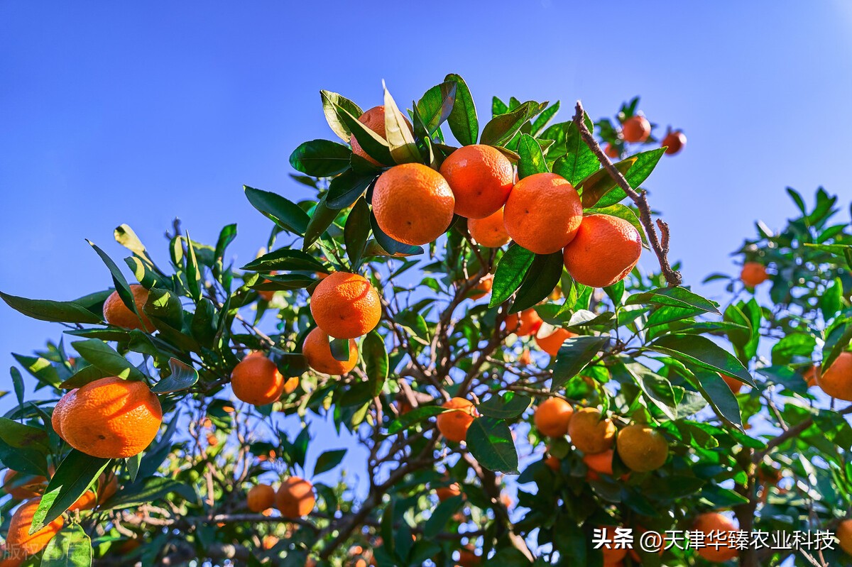 如何做到柑橘果皮光亮皮薄,柑橘果皮光滑