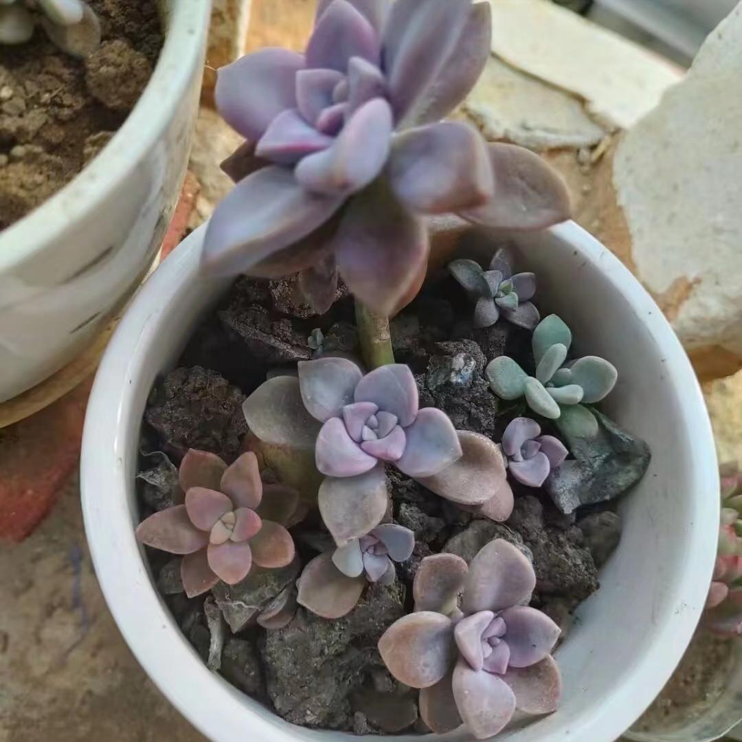 多肉一到夏天变得不好看,多肉不小心浇蜂蜜水