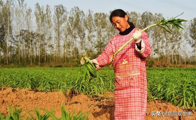侯海洋基层风云全文,侯海洋基层风云完整版