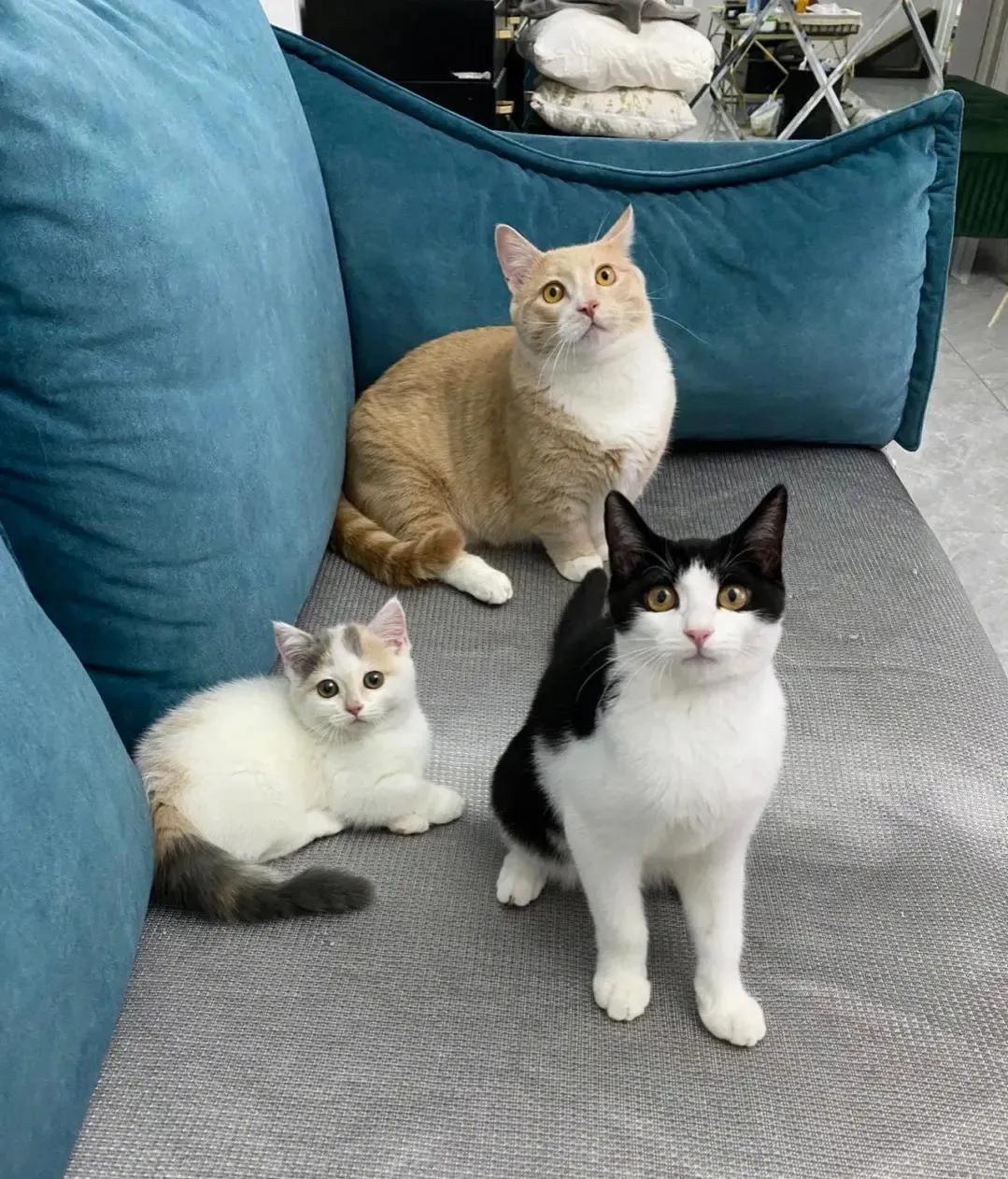 严禁虐待猫狗,禁止虐待猫狗