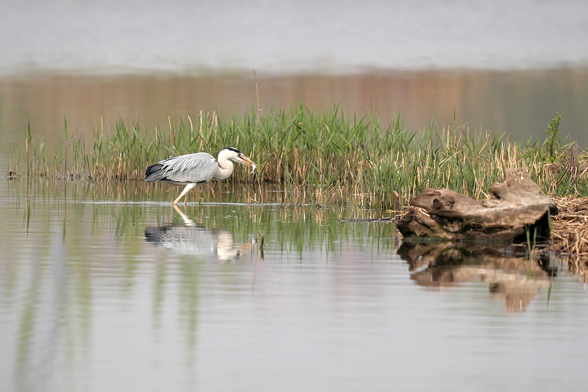 尼康全画幅人像相机推荐z系列,尼康z8人像直出照片评测