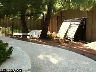 世界上最壮的牛照片,世界最壮的牛图片