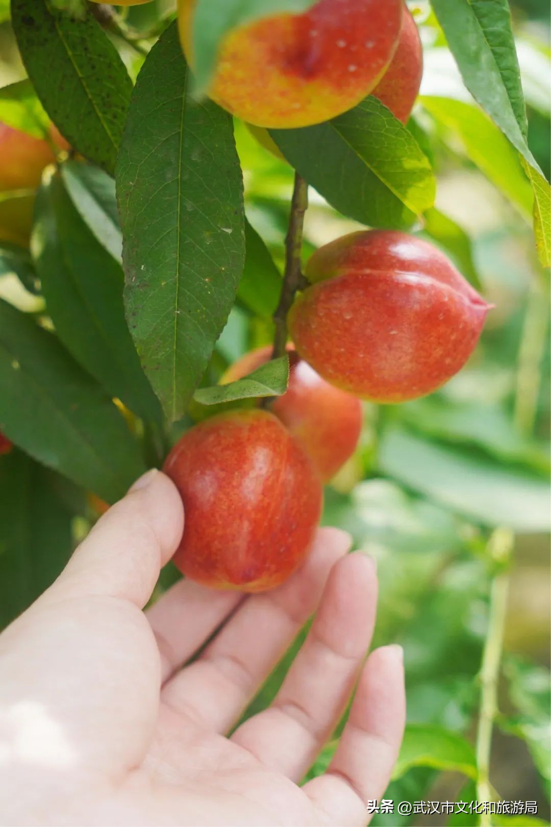 端午游攻略视频,端午出行攻略视频