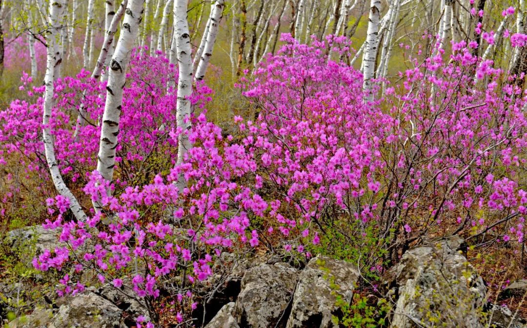 黄冈杜鹃花海景区,黄岗梁的杜鹃花开了吗