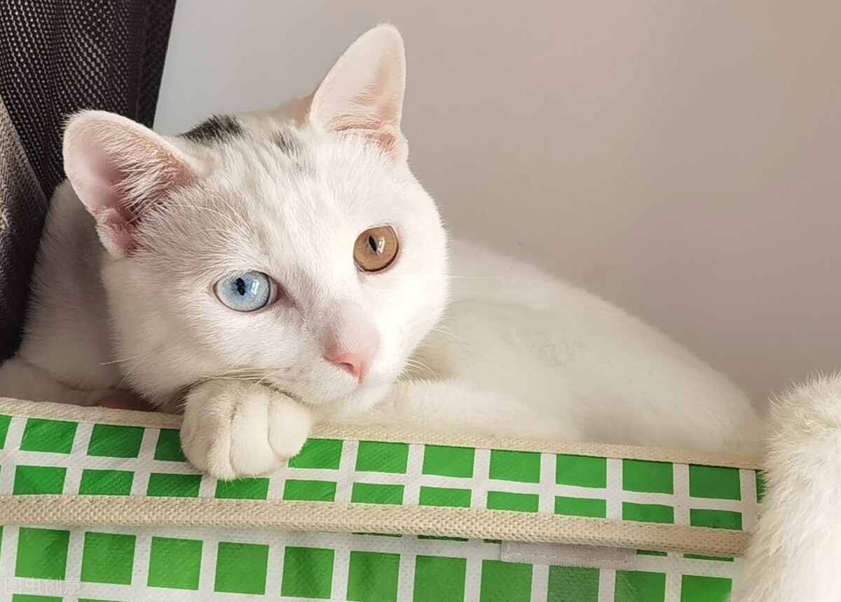 猫咪眼睛的颜色你了解吗？快看看你家主子是那种