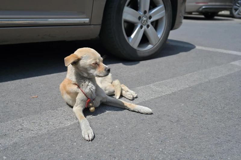 诺总日记最新视频,诺总日记最新消息