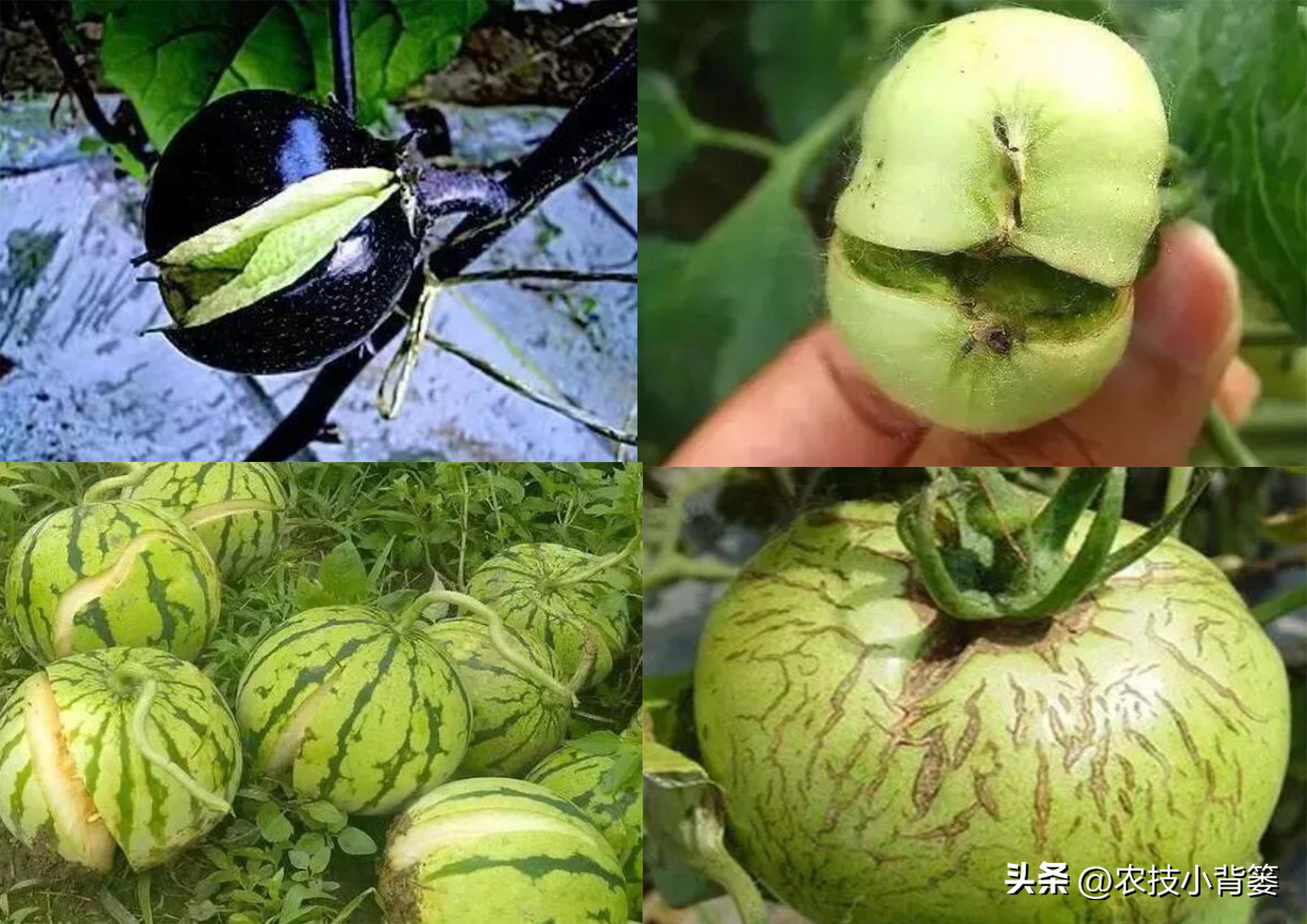 农作物缺钙补充什么肥料,为什么钙肥补了问题还是很多