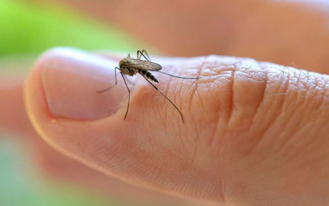 夏天家里蚊子怎么消灭最快方法,家里蚊子多一个小妙招就能解决