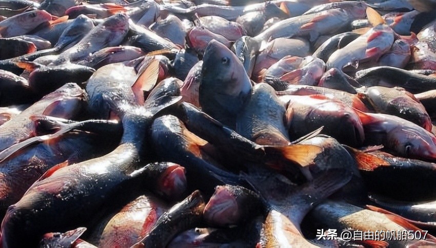 松原市前郭县蒙古族自治县,辽宁省松原市前郭县