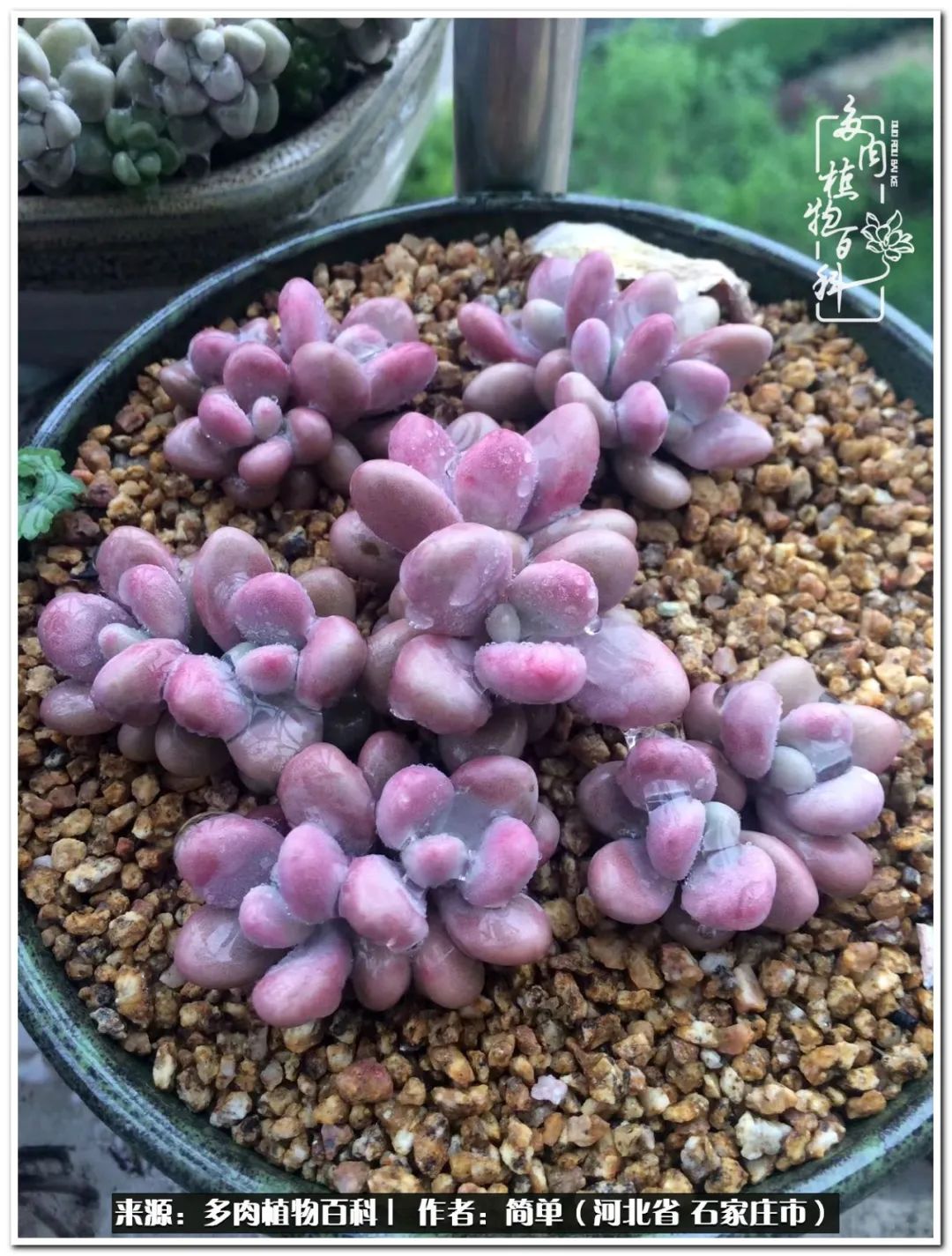 自从养了多肉以后视频,养多肉治愈生活中的疲惫和琐碎