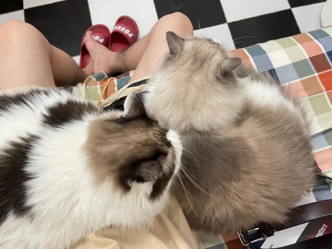 汤圆布偶猫,最好看的布偶猫汤圆