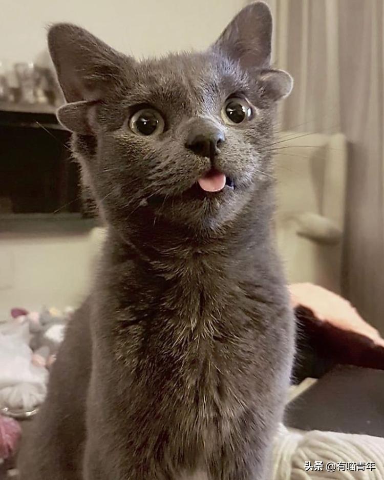 未来猫能活到30岁？？铲屎官听说后狂喜，怒捐3亿！！