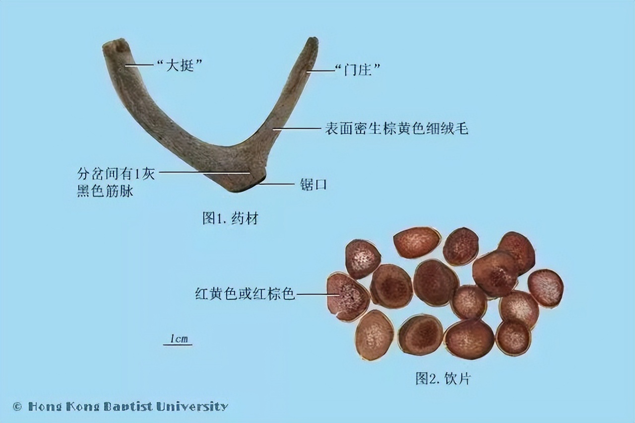 每天学习一味中药教学,中药鹿茸煎煮方法