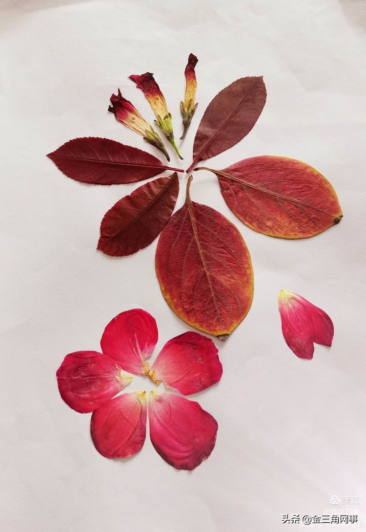 临猗庙上初中推进并践行植物标本课程