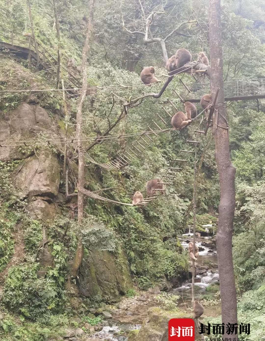 峨眉山猴群管理员,峨眉山猴群管理员工作内容