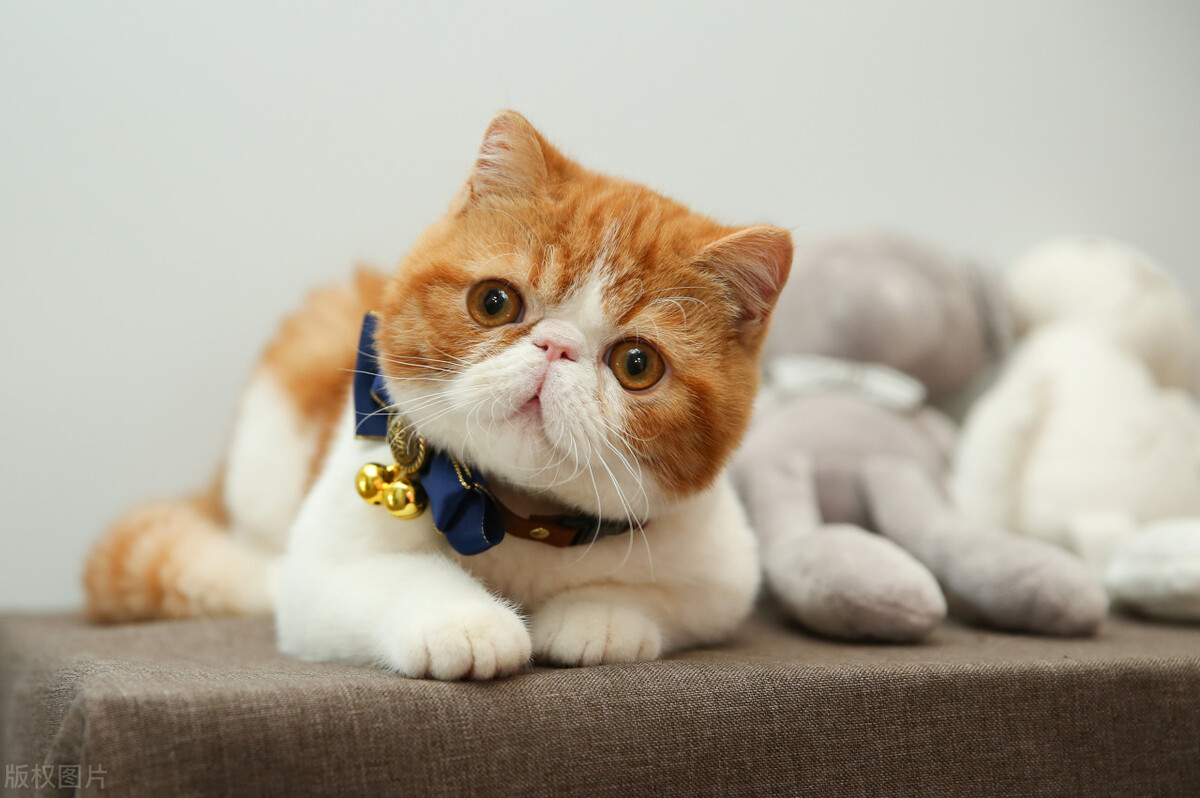 宠物猫养什么品种好,宠物猫什么品种好养又便宜