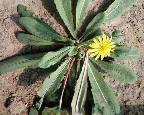 在野外怎么识别蒲公英,野外怎么分辨蒲公英草