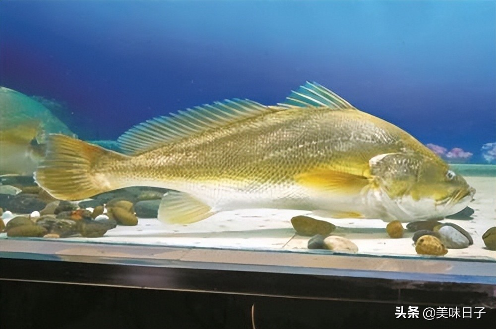 菜市场最贵淡水鱼,菜市场常见的鱼哪种贵些